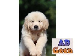 used Golden retriever puppies available for sale for sale 